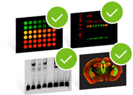 Odyssey® CLx  Imaging System - Odyssey® CLx Imaging System